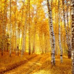 Осень в Лесной Сказке